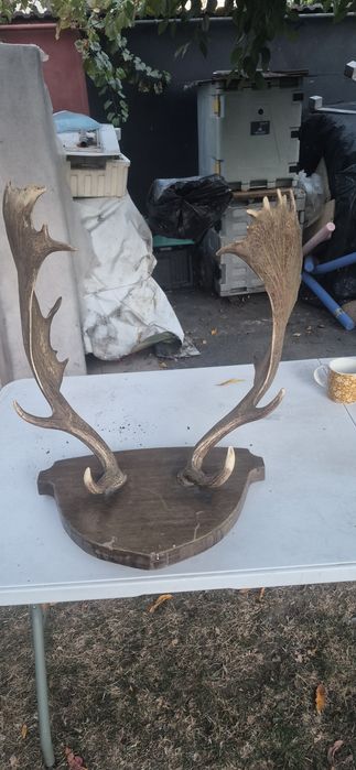 Vand trofeu cerb lopatar