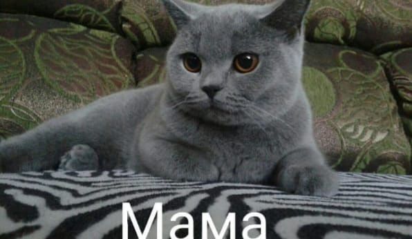 Британские котята