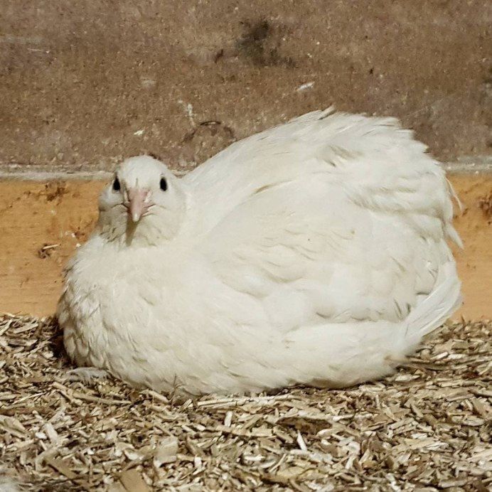 Бедана белий гигант Эстон, Феникс, смокинг беданала сотилади