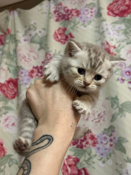 Шотландские котята Скоттиш-страйт