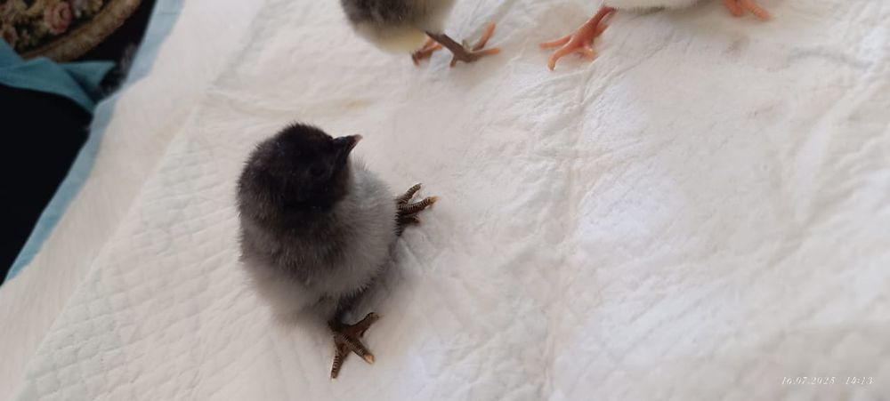 Цыплята домашние