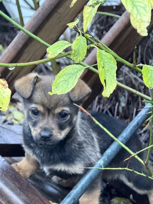 Donez o fetita pui si mama ei (rasa pichinez)