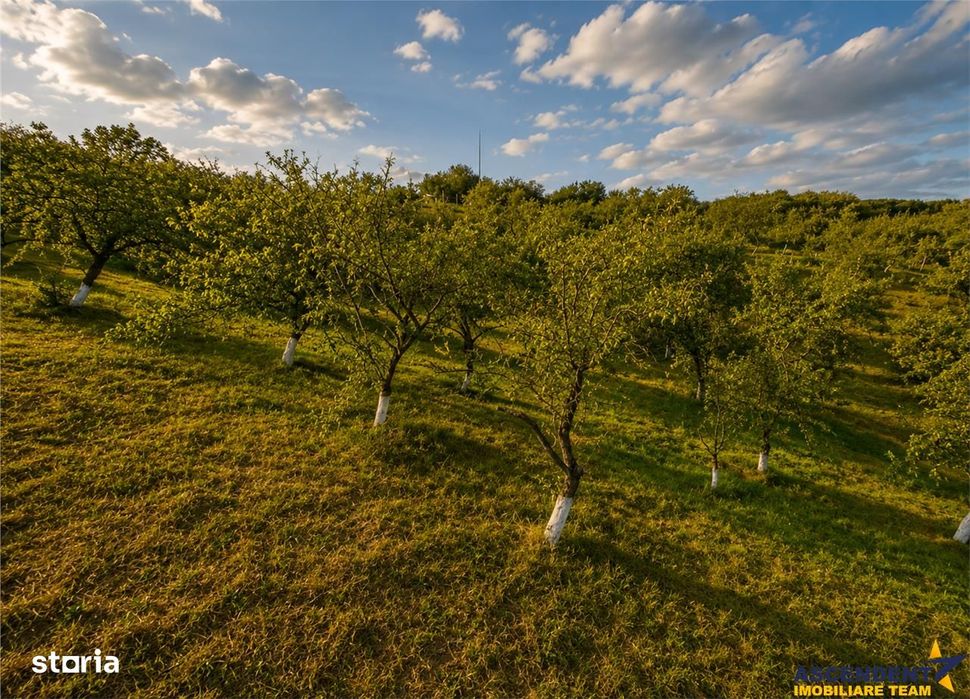 FILM! Confortabila ariere, 4.500 mp, arbori roditori, Sancraiu,Covasna
