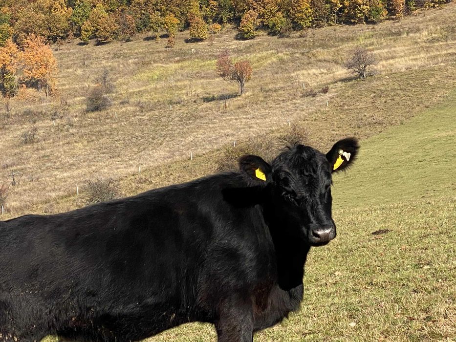 Gestante Angus cu Pedigree!