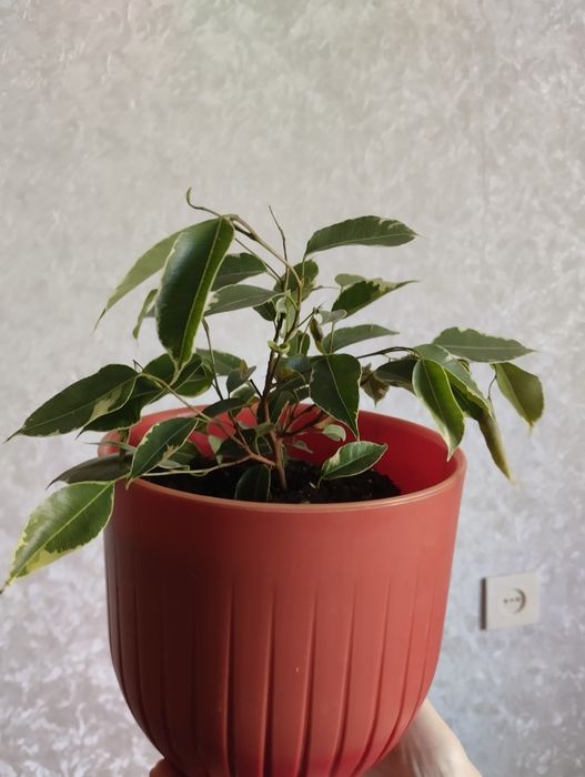 Фикус Бенджамина.