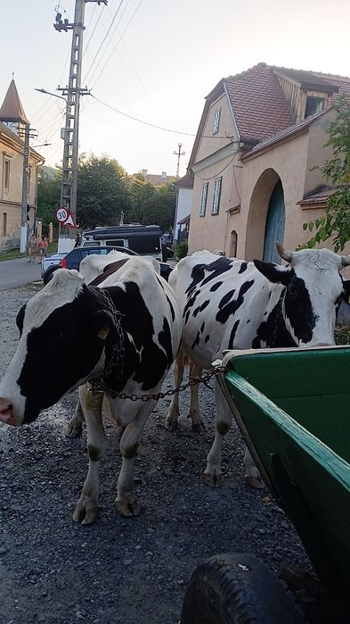 Vand vaci holstein