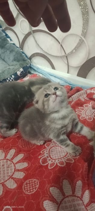 Прилестные малыши