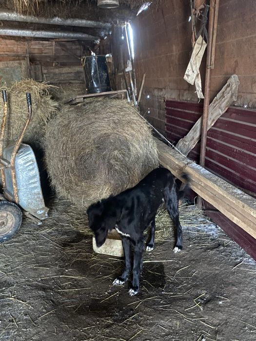 Грейхаунд Қаншық 1 жас