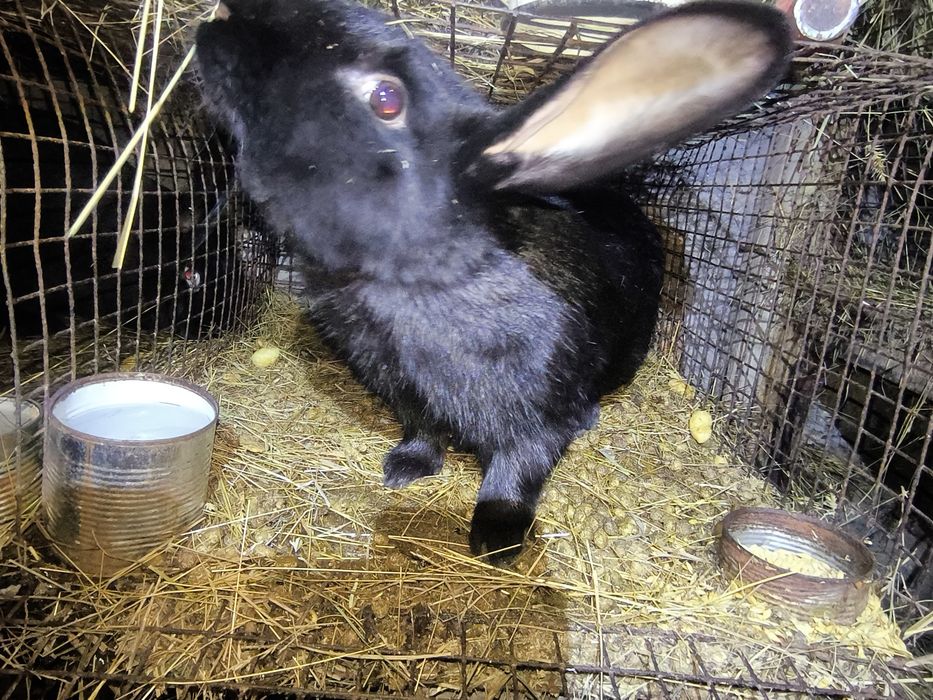 Кролики крупные самцы самки