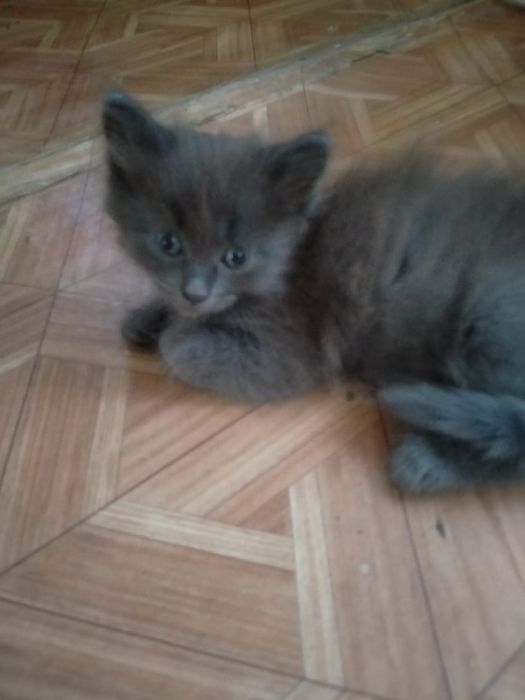 Отдам котят даром