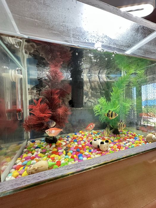 Аквариум сатылады