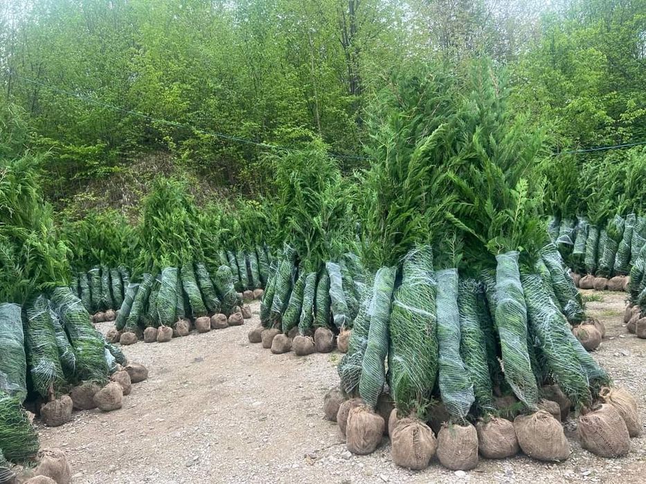 Leylandii uriași 2.5m - 3m gard viu verde veșnic natural