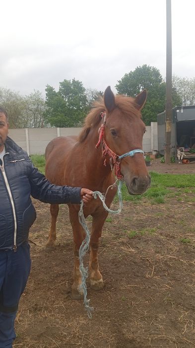 Vând mânz  ardenez de 2 ani in vațat la căruță