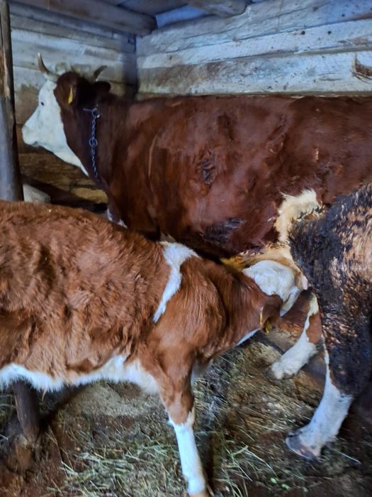 De vânzare vacă cu vițel