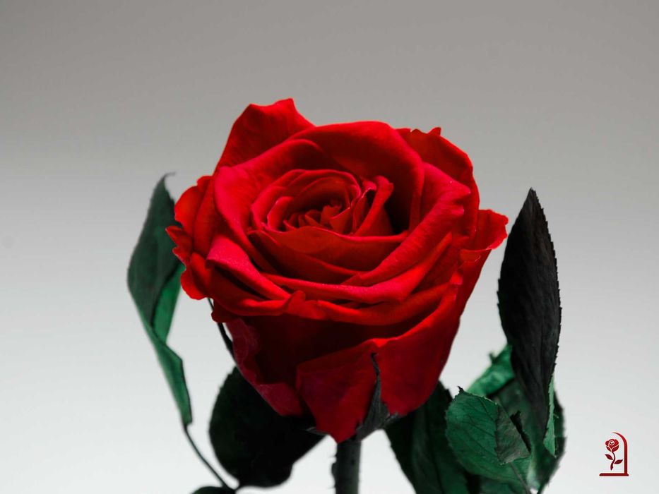 Естествена Вечна Роза в Стъкленица / Подарък за Годишнина за Съпругата