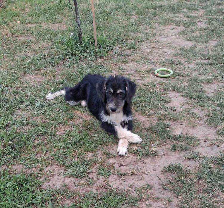 Catei adoptie gratuita