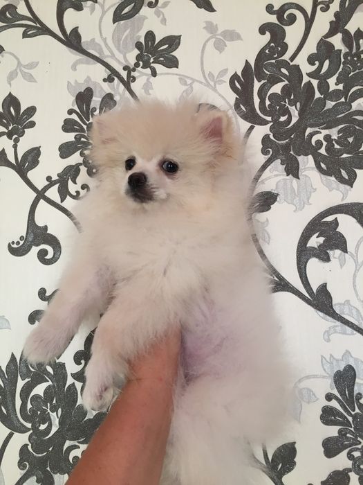 рыжие и белые шпицушки