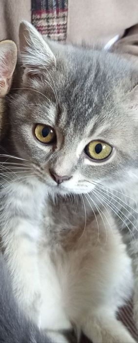 Шотландский кароткашёрстий