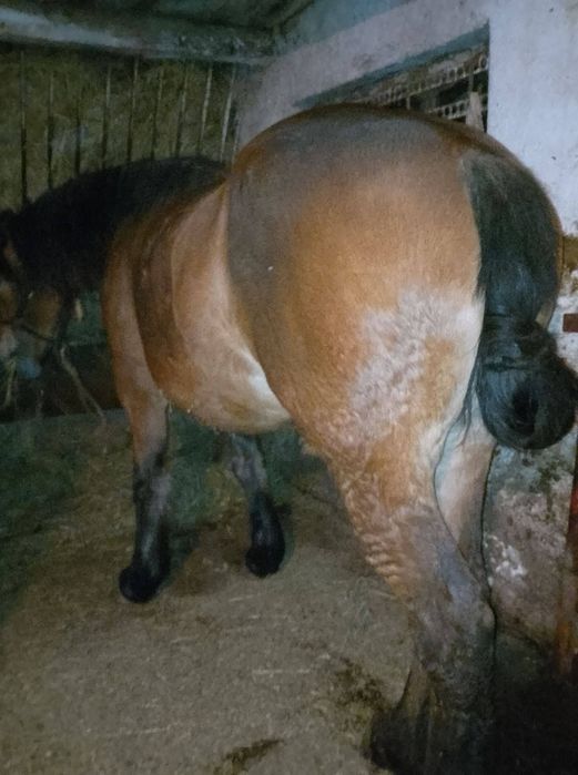 De vânzare mânză semi grea sau schimb