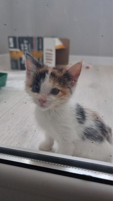 Котята ищут дом, девочки