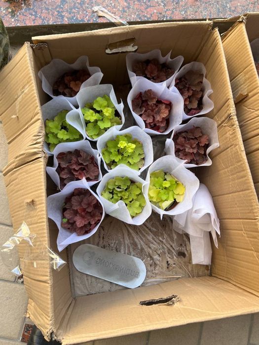 Продаеться цветки «Гейхера»