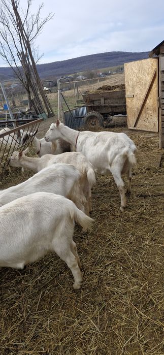 Saanen si un Țap corcitura de anglo nubian