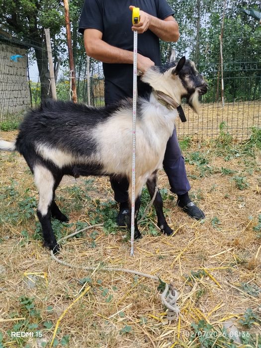 Alpin piakok taka sotiladi