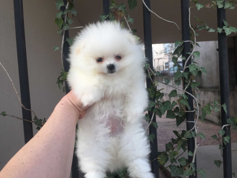 Померан мини Померанчета