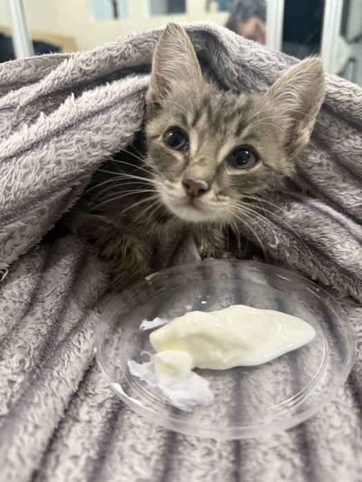 Котенок бесплатно