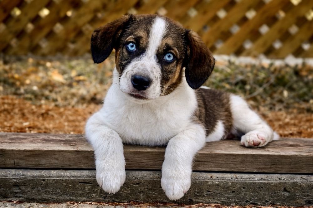 Друг для всей семьи