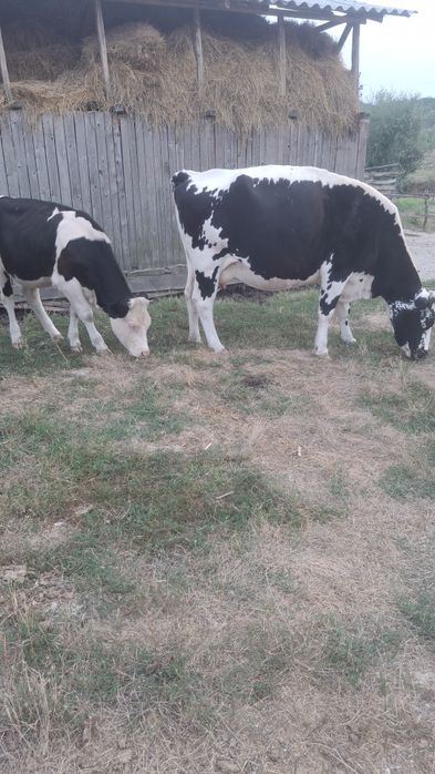 Vaca & vitea ...