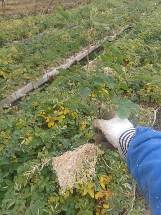 Разсад Роза Дамасцена