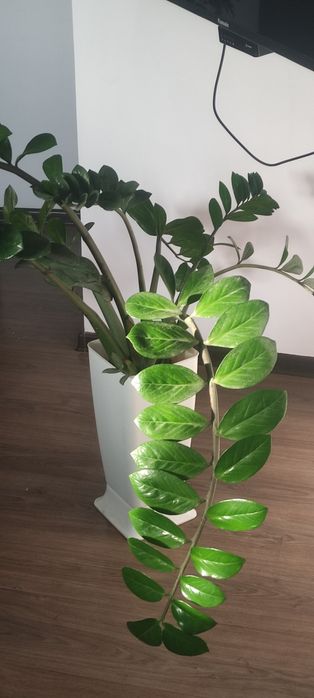 Замиокулькос или долларовое дерево