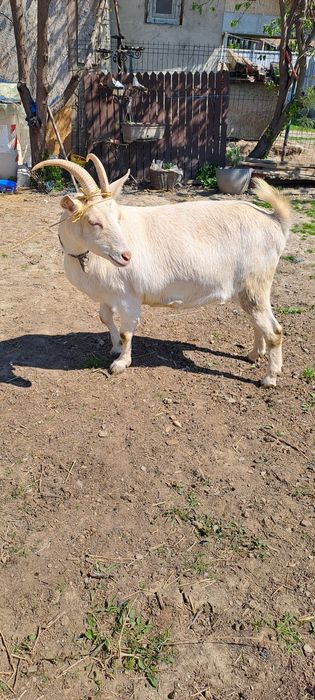 Capra sannen varsta 2 ani