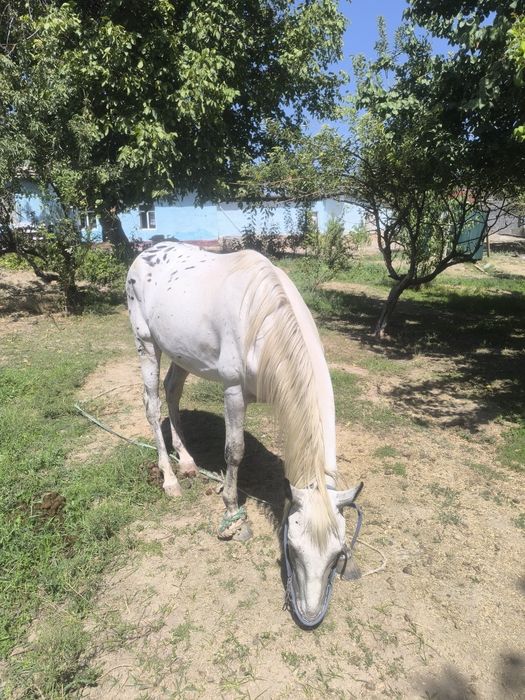 Жылқы 3жасар жаиылымда жүрген