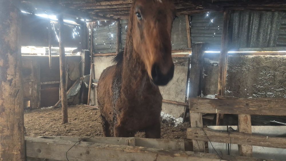 Продам болашақ айғыр Россиски парода