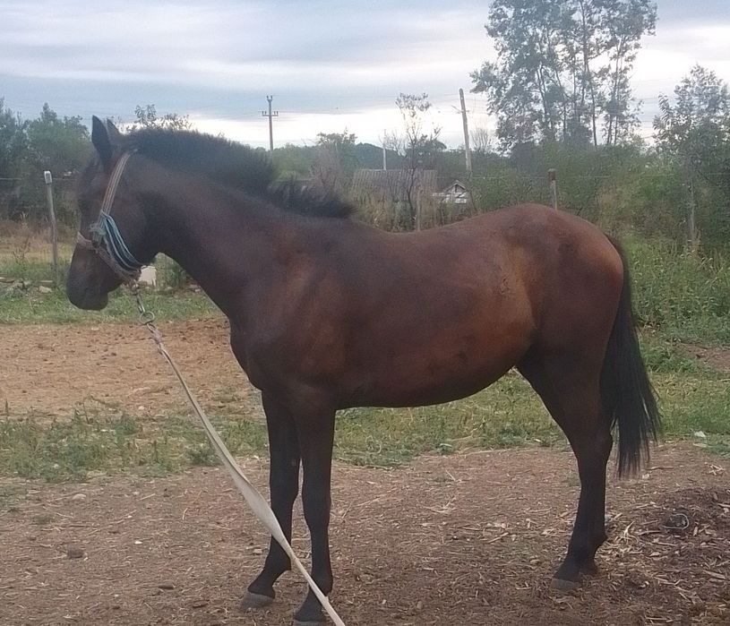 De vânzare mânză friz sau schimb pe vaca