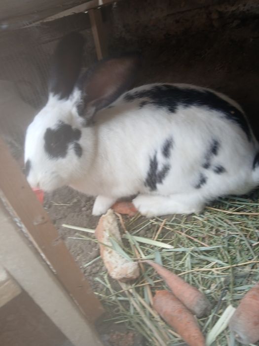 Quyonlar sotiladi 2 ta moda   1 ta nar modalar bo'g'oz narxi 300 ming.