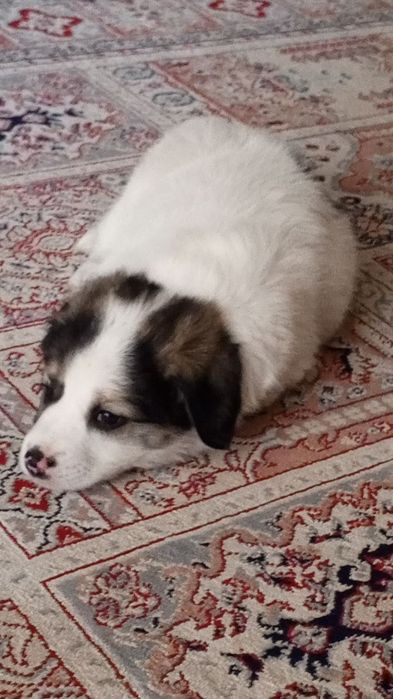 Породистая собака