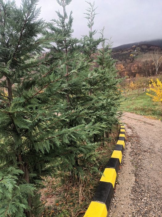 Chiparos leylandii 60-80 cm/ gard viu vesnic verde/ tuia/ plante ornamentale