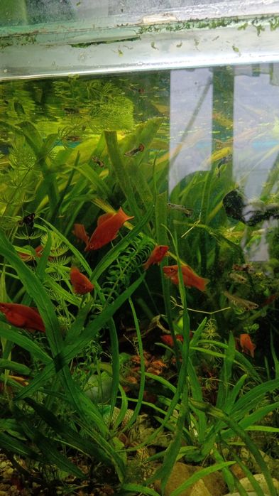 Продам меченосцев