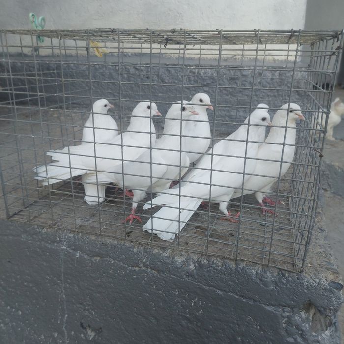Бели бакинцы турмен микс