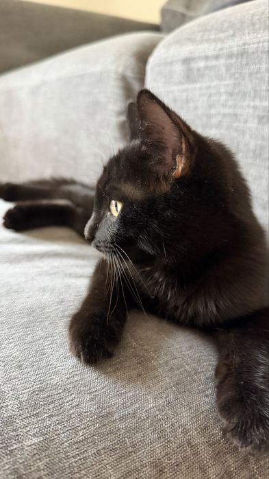 Черный котик, 4,5 месяца