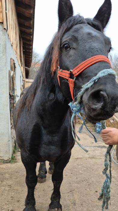 Manz de 2 ani invatat la ham