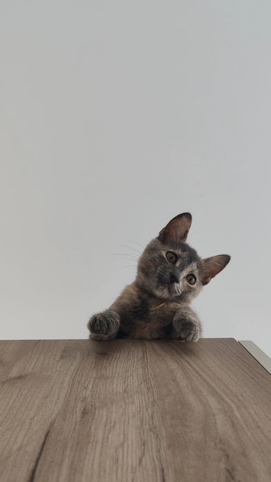 котенок в добрые руки