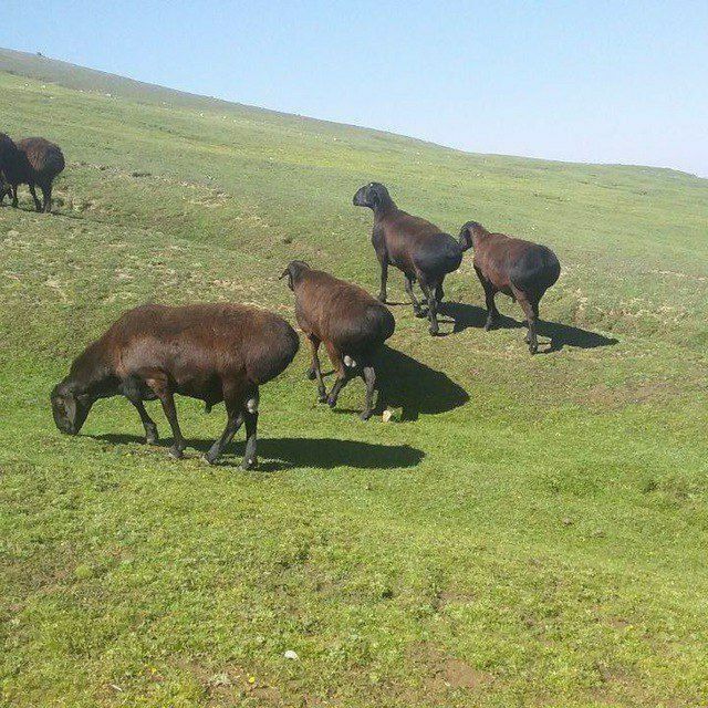 Qassob serviz hallol va sifatli