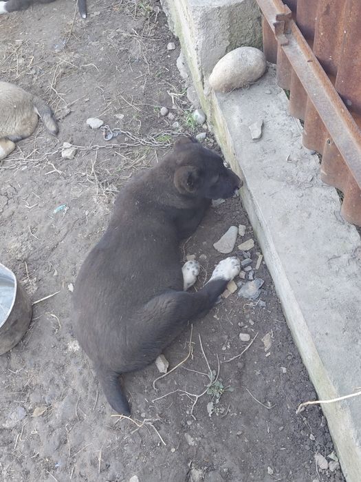 Продам щенка алабай