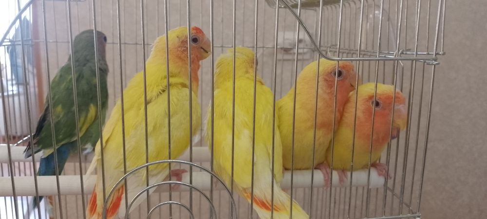 Ручные птенцы неразлучников
