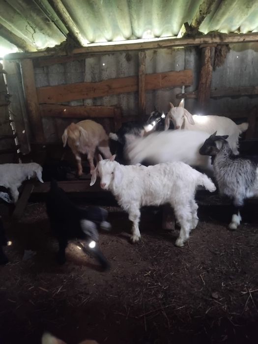 Vand 60 de iezi 15 lei/kg angro