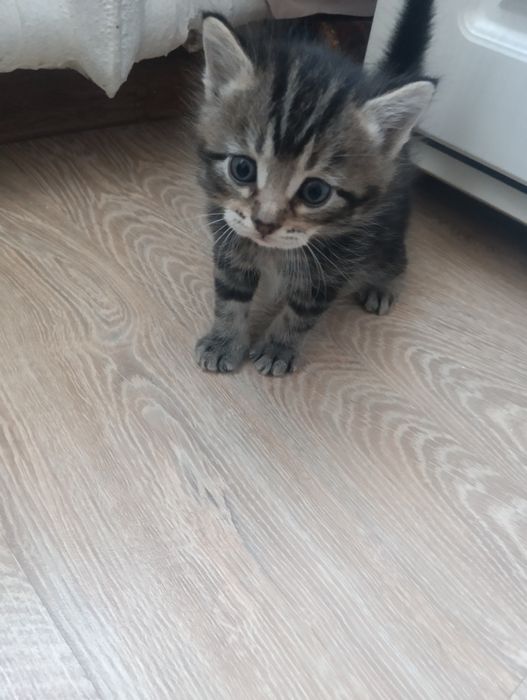 Продам месячного котенка